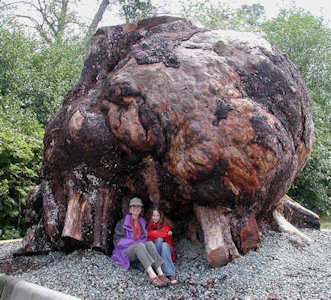 Burl Wood Tree