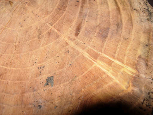 Ailanthus altissima Wood Yarn Bowl