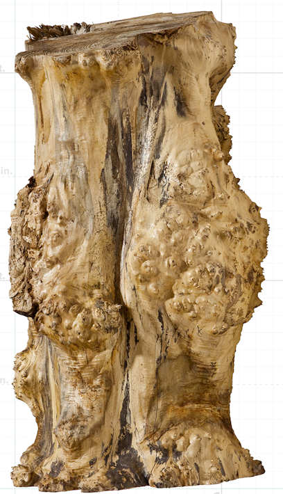 big leaf maple wood termites